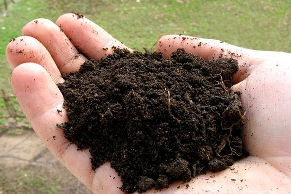 terre dans la paume de votre main