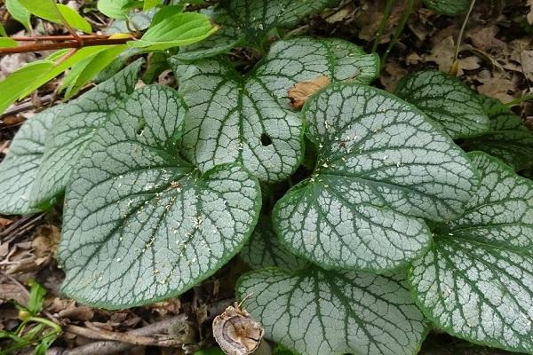 variété à grandes feuilles