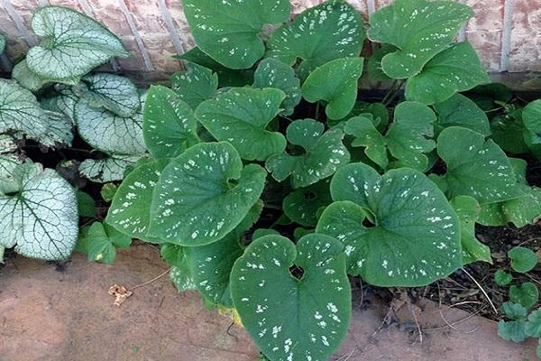 cultivé dans les jardins