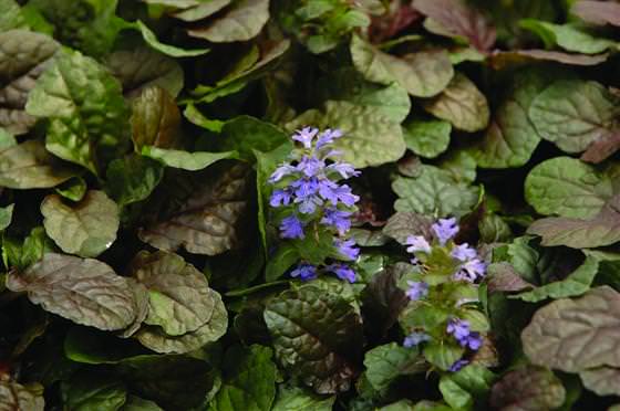 flores en el jardin