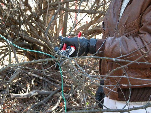 pruning bushes