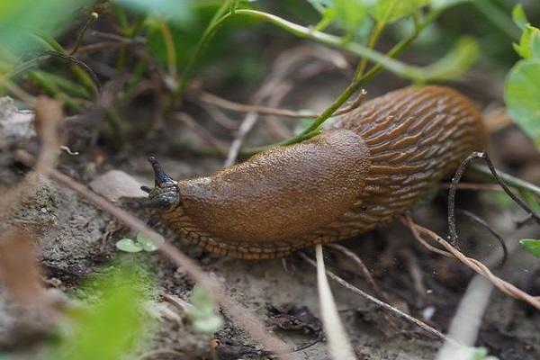 slugs as pests