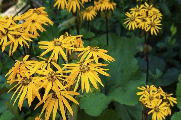 yellow bloom