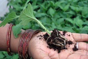 Rules for cutting chrysanthemums at home, propagation methods