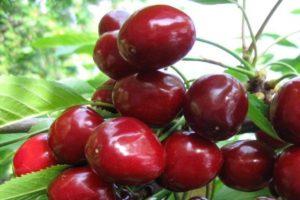 Description and characteristics of the Melitopol cherry variety, the subtleties of growing