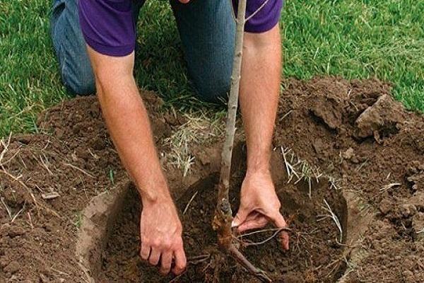 plantar un árbol