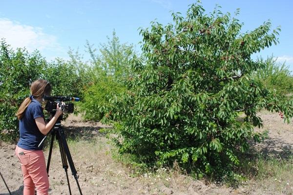 pokok terbentuk