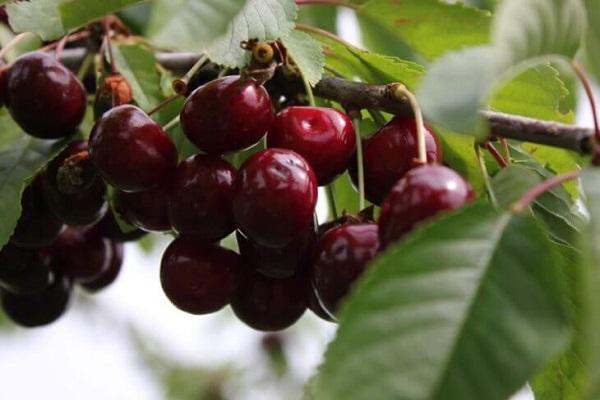 ripening fruit