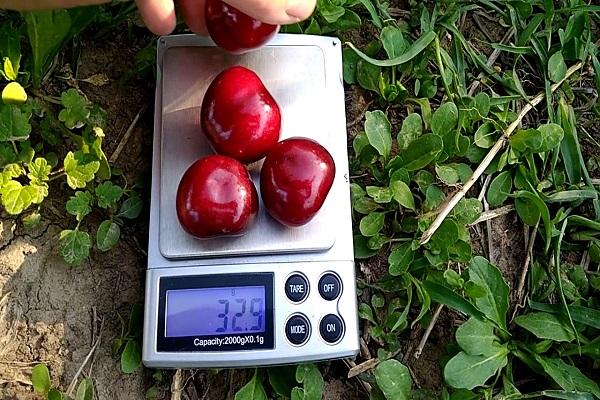 weighing fruit