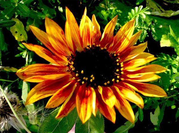 flor de girasol