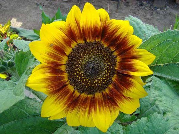 One sunflower