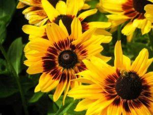 Planting and caring for ornamental sunflower in the open field, growing from seeds