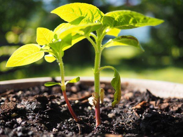 sunflower seedlings