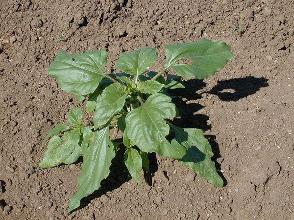 sunflower seedling