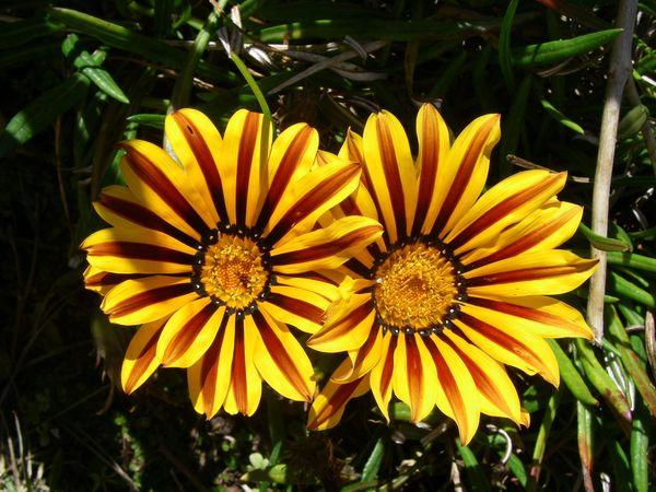 variété de tournesol