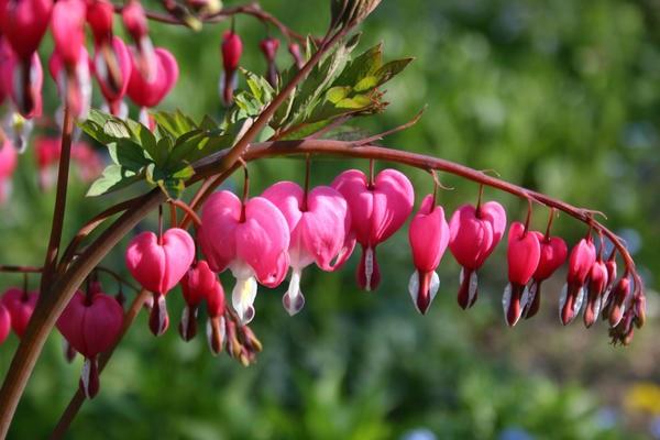 flowering dicenter