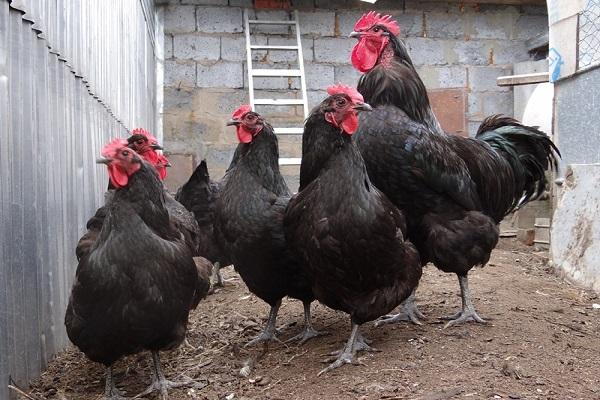 poulets géants