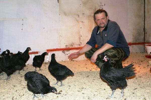 chicken coop farmer