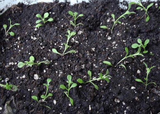 growing seedlings