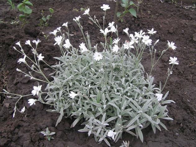 flowers in the garden