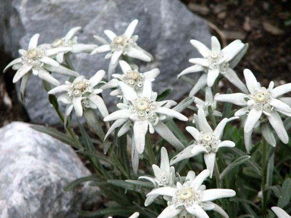 Alppien edelweiss