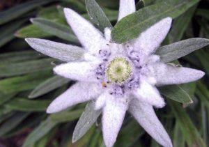 Description de l'edelweiss de montagne alpine, poussant à partir de graines et de soins