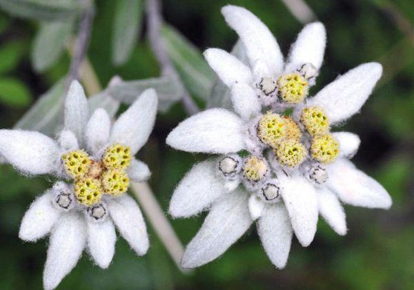 Alppien edelweiss