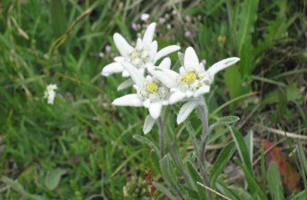 edelweiss lisääntyminen