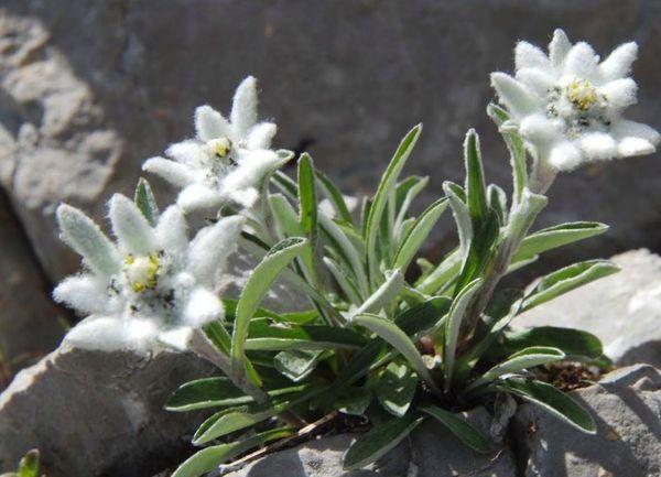 cultivo de edelweiss