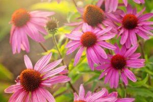 Liečivé vlastnosti a kontraindikácie Echinacea, použitie a vedľajšie účinky