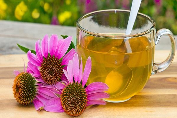 echinacea decoction