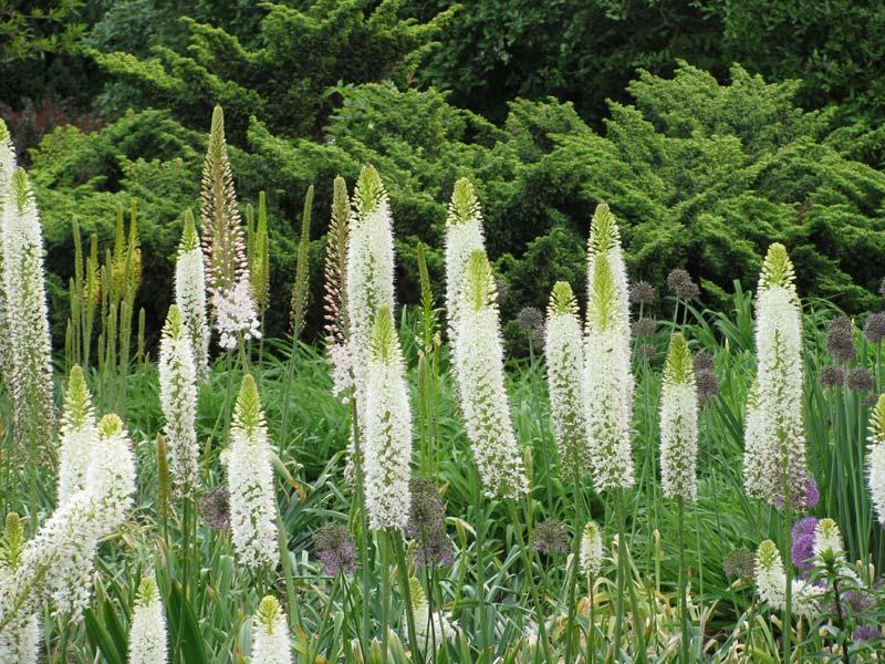 baltasis eremurus