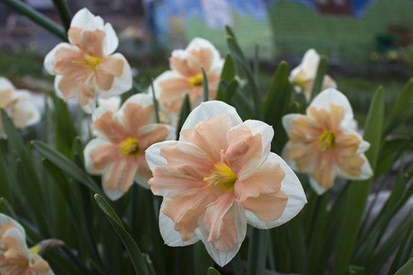 flores en el jardin