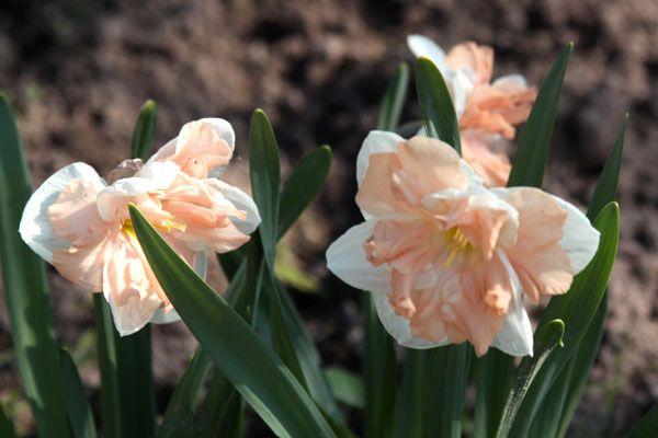 cuidando narcisos