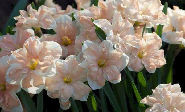 jonquilles de fleurs