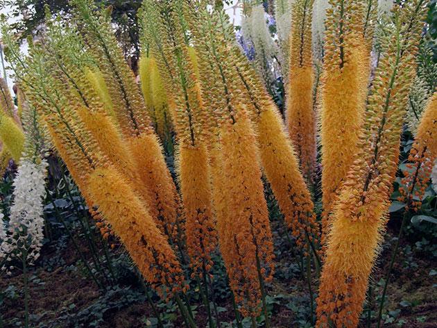 fleurs dans le jardin