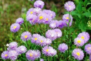 Règles de plantation et d'entretien de l'erigeron, description des variétés populaires