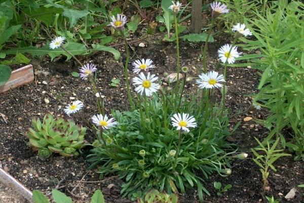 flowering daisies