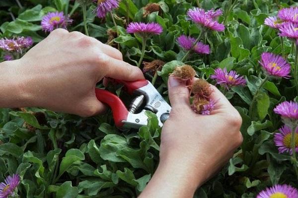 tops trimming