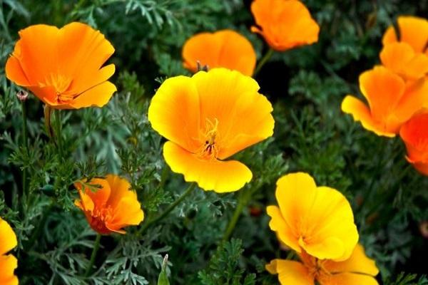 escholzia perenne