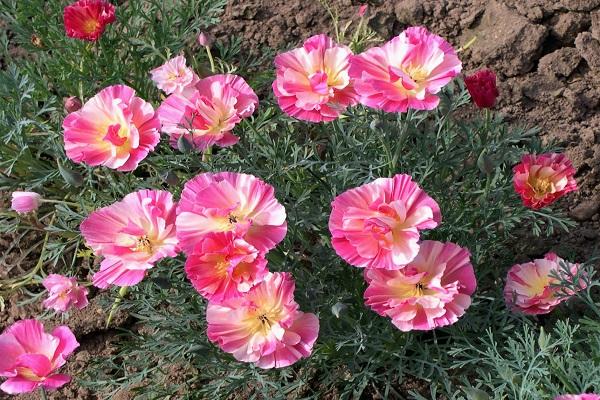 flores de manzana