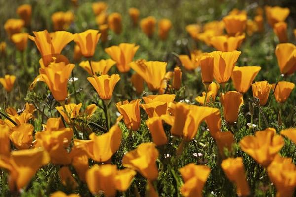 brotes de naranja