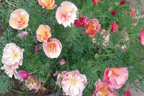 flowers in the garden