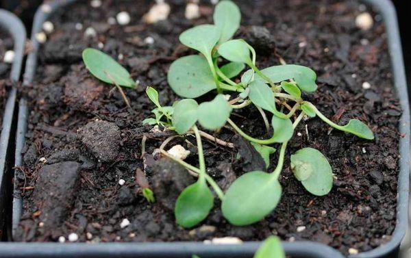 Young sprouts