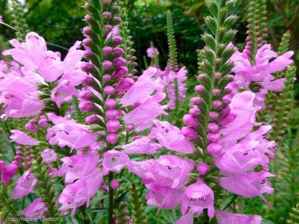 blooming physostegia