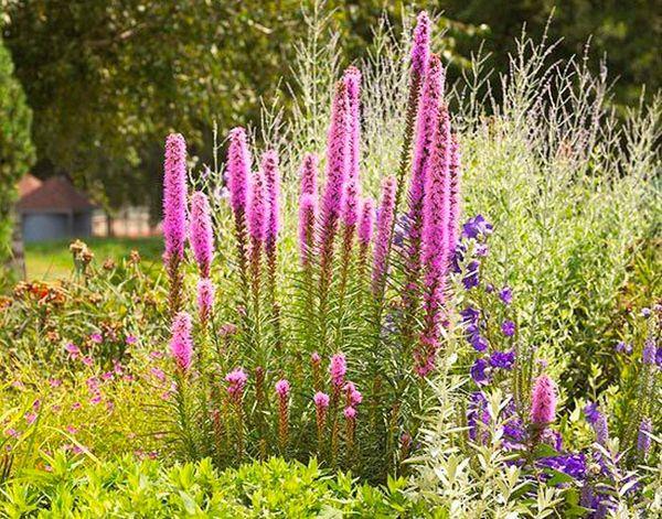 Physostegia bush