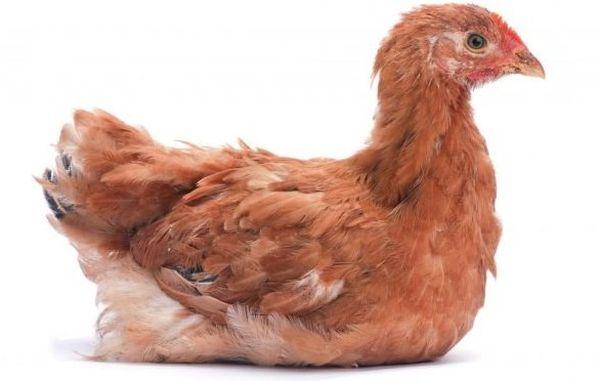 gallina ponedora