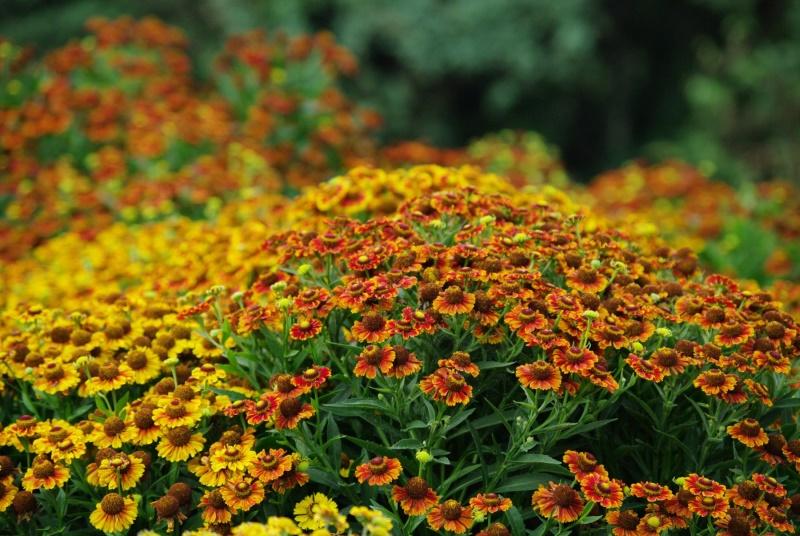 field of flowers