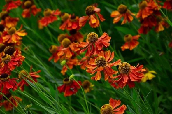 helenium svijetle boje