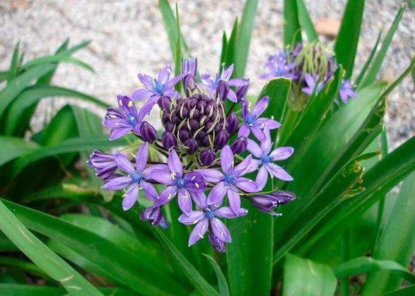 Scilla campanulata